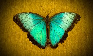 Blue Butterfly-1