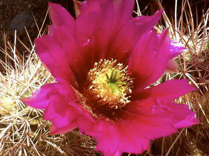 Cholla flower at Sombrero Ranch