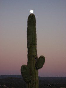 Full moon on cactus