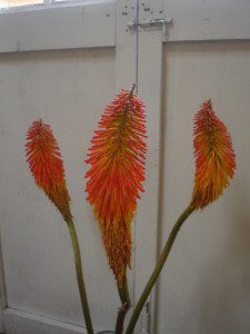 Flower in Peru